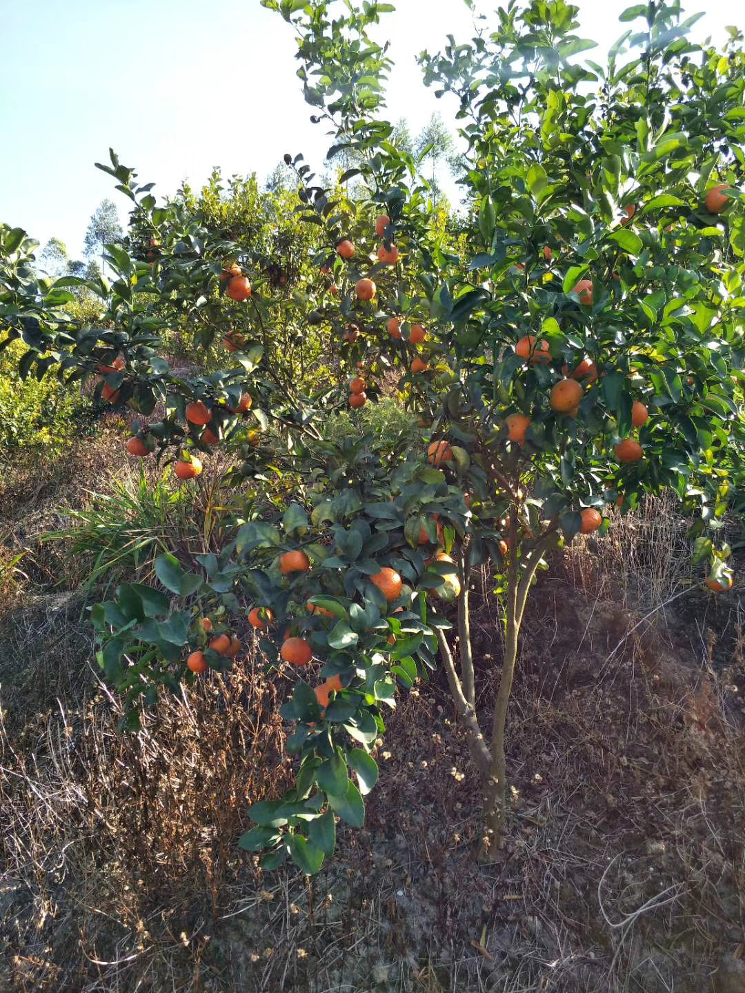 广东惠州博罗县333亩的经济林及山地经营权拍卖公告